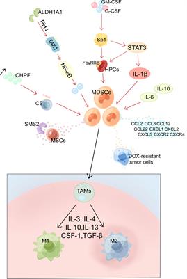 MDSCs in breast cancer: an important enabler of tumor progression and an emerging therapeutic target